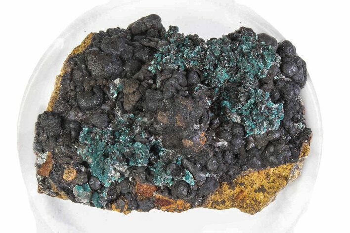 Teal Blue Rosasite on Goethite - Mexico #372778